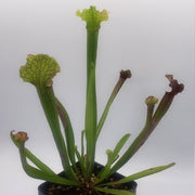 Sarracenia Judith Hindle - Sweet Leaf Nursery