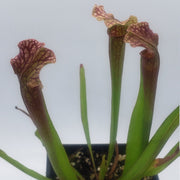 Sarracenia Judith Hindle - Sweet Leaf Nursery