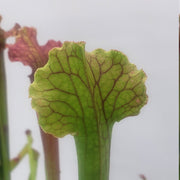 Sarracenia Judith Hindle - Sweet Leaf Nursery