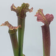 Sarracenia Judith Hindle - Sweet Leaf Nursery