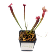 Sarracenia Juthatip Soper - Sweet Leaf Nursery