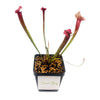 Sarracenia Juthatip Soper - Sweet Leaf Nursery