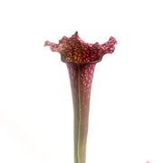 Sarracenia Juthatip Soper - Sweet Leaf Nursery