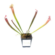 Sarracenia Juthatip Soper - Sweet Leaf Nursery