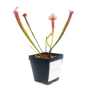 Sarracenia Juthatip Soper - Sweet Leaf Nursery