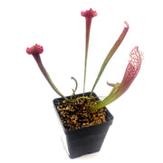 Sarracenia Juthatip Soper - Sweet Leaf Nursery