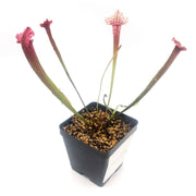 Sarracenia Juthatip Soper - Sweet Leaf Nursery