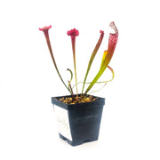 Sarracenia Juthatip Soper - Sweet Leaf Nursery