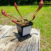 Sarracenia Scarlet Belle - Sweet Leaf Nursery
