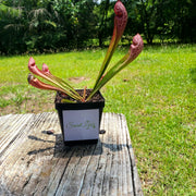 Sarracenia Scarlet Belle - Sweet Leaf Nursery