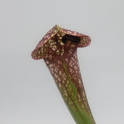 Sarracenia Scarlet Belle - Sweet Leaf Nursery