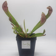 Sarracenia Scarlet Belle - Sweet Leaf Nursery