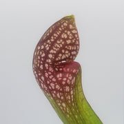 Sarracenia Scarlet Belle - Sweet Leaf Nursery