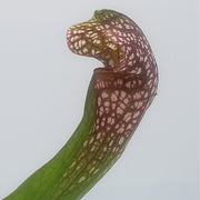 Sarracenia Scarlet Belle - Sweet Leaf Nursery