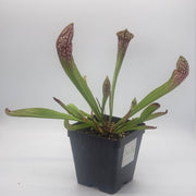 Sarracenia Scarlet Belle - Sweet Leaf Nursery