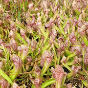 Sarracenia Scarlet Belle - Sweet Leaf Nursery