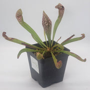 Sarracenia Scarlet Belle - Sweet Leaf Nursery