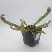Sarracenia Scarlet Belle - Sweet Leaf Nursery