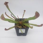 Sarracenia Scarlet Belle - Sweet Leaf Nursery