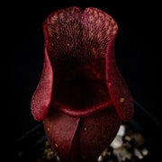 Sarracenia purpurea Venosa Red - Sweet Leaf Nursery