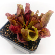 Sarracenia purpurea Venosa Red - Sweet Leaf Nursery