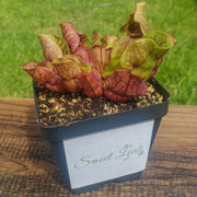 Sarracenia purpurea Venosa Red - Sweet Leaf Nursery