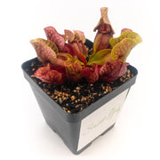 Sarracenia purpurea Venosa Red - Sweet Leaf Nursery