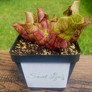 Sarracenia purpurea Venosa Red - Sweet Leaf Nursery