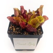 Sarracenia purpurea Venosa Red - Sweet Leaf Nursery