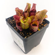 Sarracenia purpurea Venosa Red - Sweet Leaf Nursery