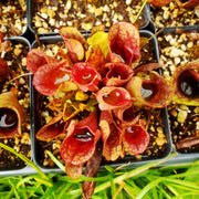 Sarracenia purpurea Venosa Red - Sweet Leaf Nursery