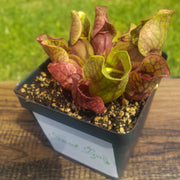 Sarracenia purpurea Venosa Red - Sweet Leaf Nursery