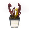 Sarracenia × catesbaei - Sweet Leaf Nursery