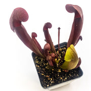 Sarracenia × catesbaei - Sweet Leaf Nursery