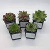 Sempervivum Five Pack Bundle - Sweet Leaf Nursery