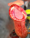 Small Nepenthes Briggsiana - Sweet Leaf Nursery