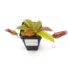 Small Nepenthes 'Gaya' hybrid - Sweet Leaf Nursery