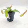 Small Nepenthes Sanguinea - Sweet Leaf Nursery