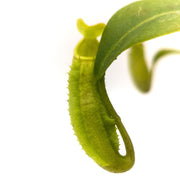 Small Nepenthes Sanguinea - Sweet Leaf Nursery