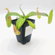 Small Nepenthes Sanguinea - Sweet Leaf Nursery