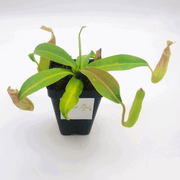 Small Nepenthes Sanguinea - Sweet Leaf Nursery