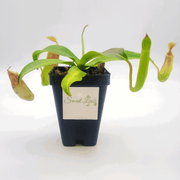 Small Nepenthes Sanguinea - Sweet Leaf Nursery