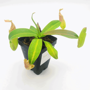 Small Nepenthes Sanguinea - Sweet Leaf Nursery