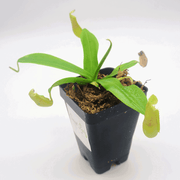 Small Nepenthes Sanguinea - Sweet Leaf Nursery