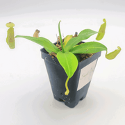 Small Nepenthes Sanguinea - Sweet Leaf Nursery