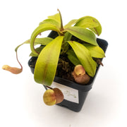 Small Nepenthes 'Ventricosa' - Sweet Leaf Nursery
