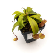 Small Nepenthes 'Ventricosa' - Sweet Leaf Nursery