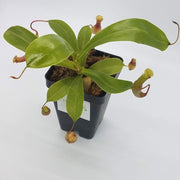 Small Nepenthes x Ventrata - Sweet Leaf Nursery