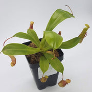 Small Nepenthes x Ventrata - Sweet Leaf Nursery