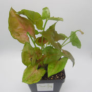 Syngonium podophyllum 'Candy' - Sweet Leaf Nursery